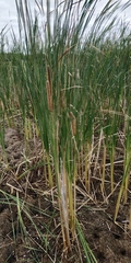 Typha linnaei