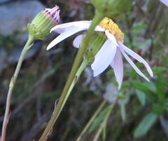 Senecio glastifolius