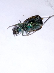Cicindela coerulea nitida