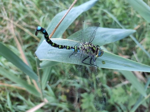 Southern hawker