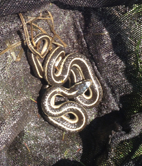 Thamnophis elegans elegans