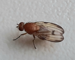 Minettia inusta