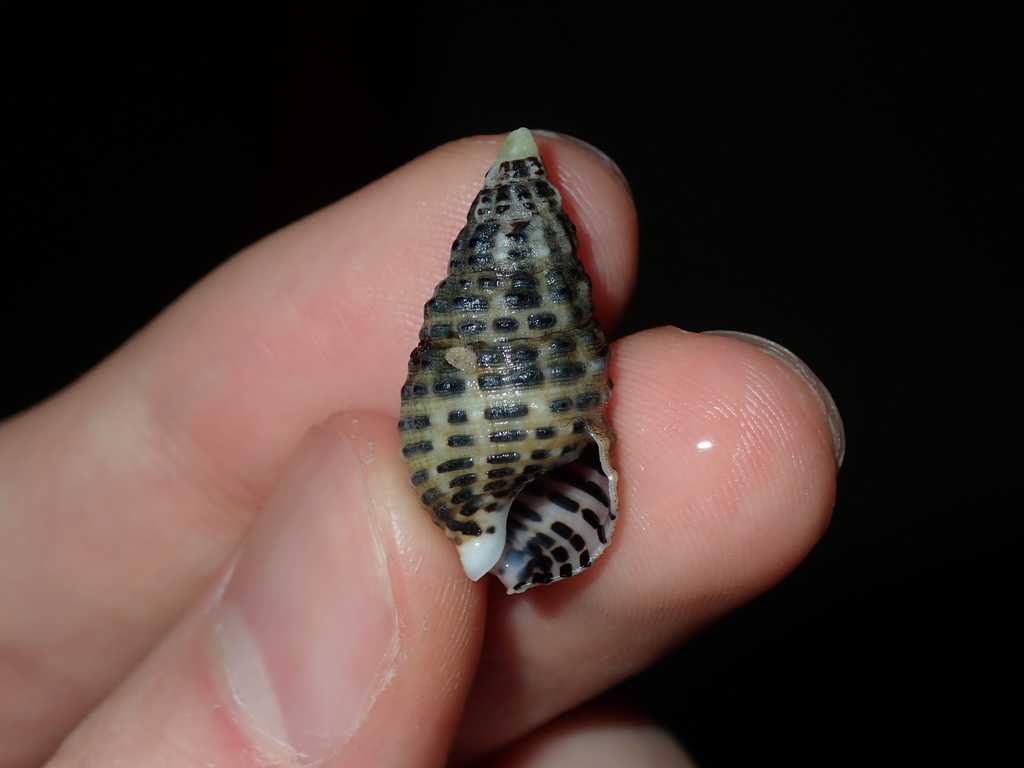 Clypeomorus petrosa