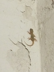 Tarentola mauritanica