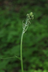 Hieracium subpellucidum