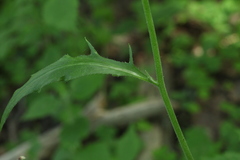 Hieracium subpellucidum