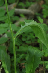 Hieracium subpellucidum