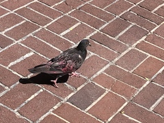 Columba livia domestica