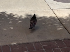 Columba livia domestica