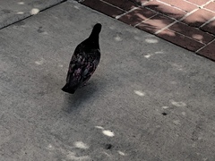 Columba livia domestica