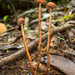 Stalked Puffballs - Photo (c) Danny Newman, some rights reserved (CC BY-NC-SA), uploaded by Danny Newman