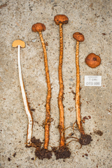 Tulostoma matae