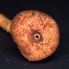 Tulostoma matae