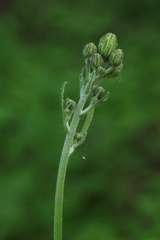 Hieracium subpellucidum