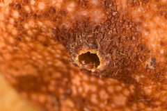 Tulostoma matae
