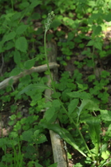 Hieracium subpellucidum