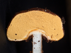 Tulostoma matae