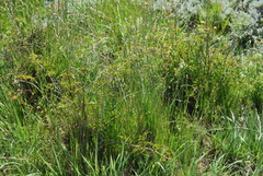 Rubus ludwigii