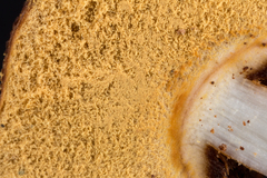 Tulostoma matae