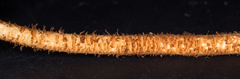 Tulostoma matae