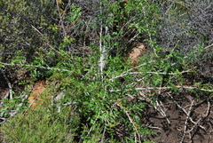 Rubus ludwigii