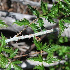 Rubus ludwigii