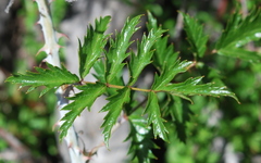 Rubus ludwigii