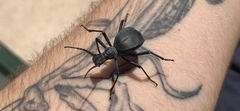 Leptoderis