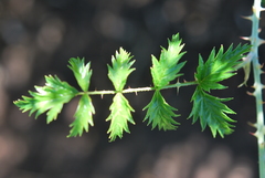 Rubus ludwigii