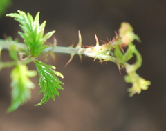 Rubus ludwigii