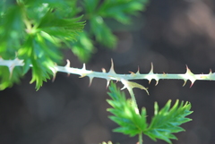 Rubus ludwigii