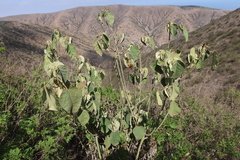Croton alnifolius