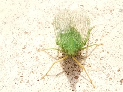 Dictyophara multireticulata