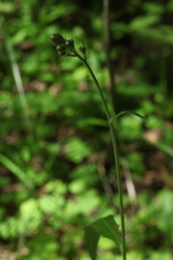 Hieracium subpellucidum
