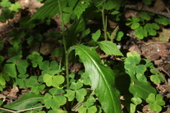 Hieracium subpellucidum