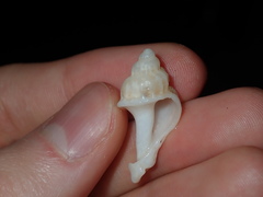 Coralliophila squamosissima