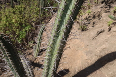 Trichocereus chalaensis