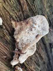 Subantrodia juniperina