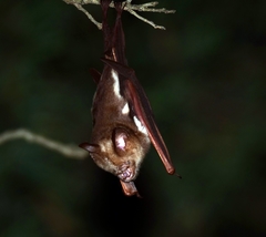 Hipposideros diadema