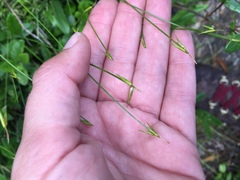 Carex pauciflora
