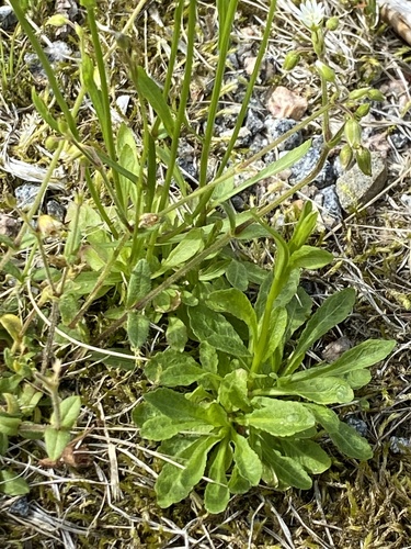 Pievinis katilėlis nuotrauka