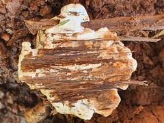 Subantrodia juniperina