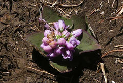 Ledebouria sandersonii image