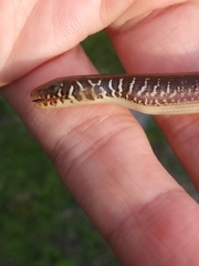 Ophisaurus ventralis image