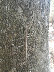 Clonopsis gallica