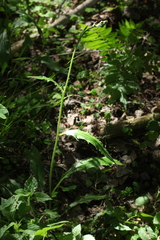 Hieracium subpellucidum