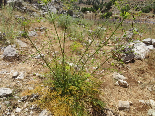 Ferulago trachycarpa