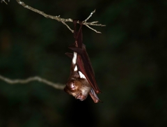 Hipposideros diadema