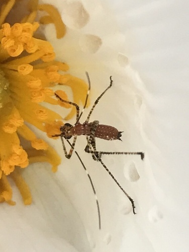 Mexican Bush Katydid