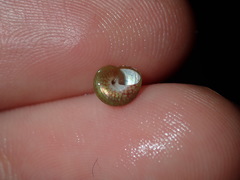 Cantharidella picturata